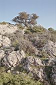 Supramonte di Baunei